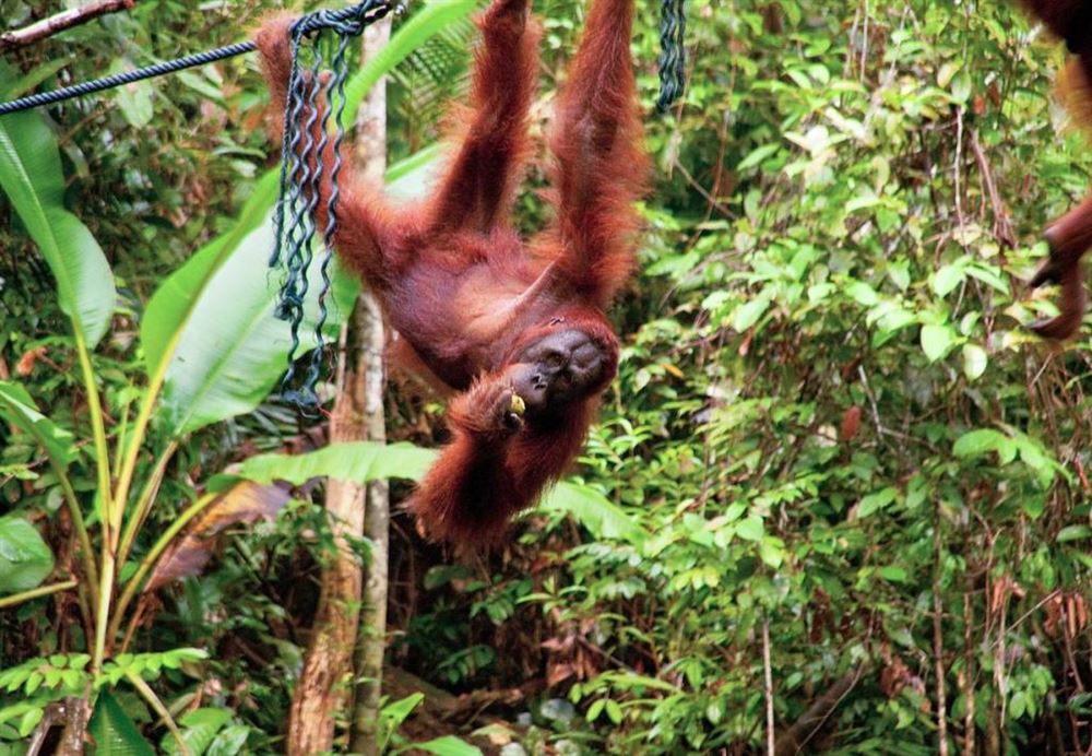 Borneo: Kuching and Kota Kinabalu